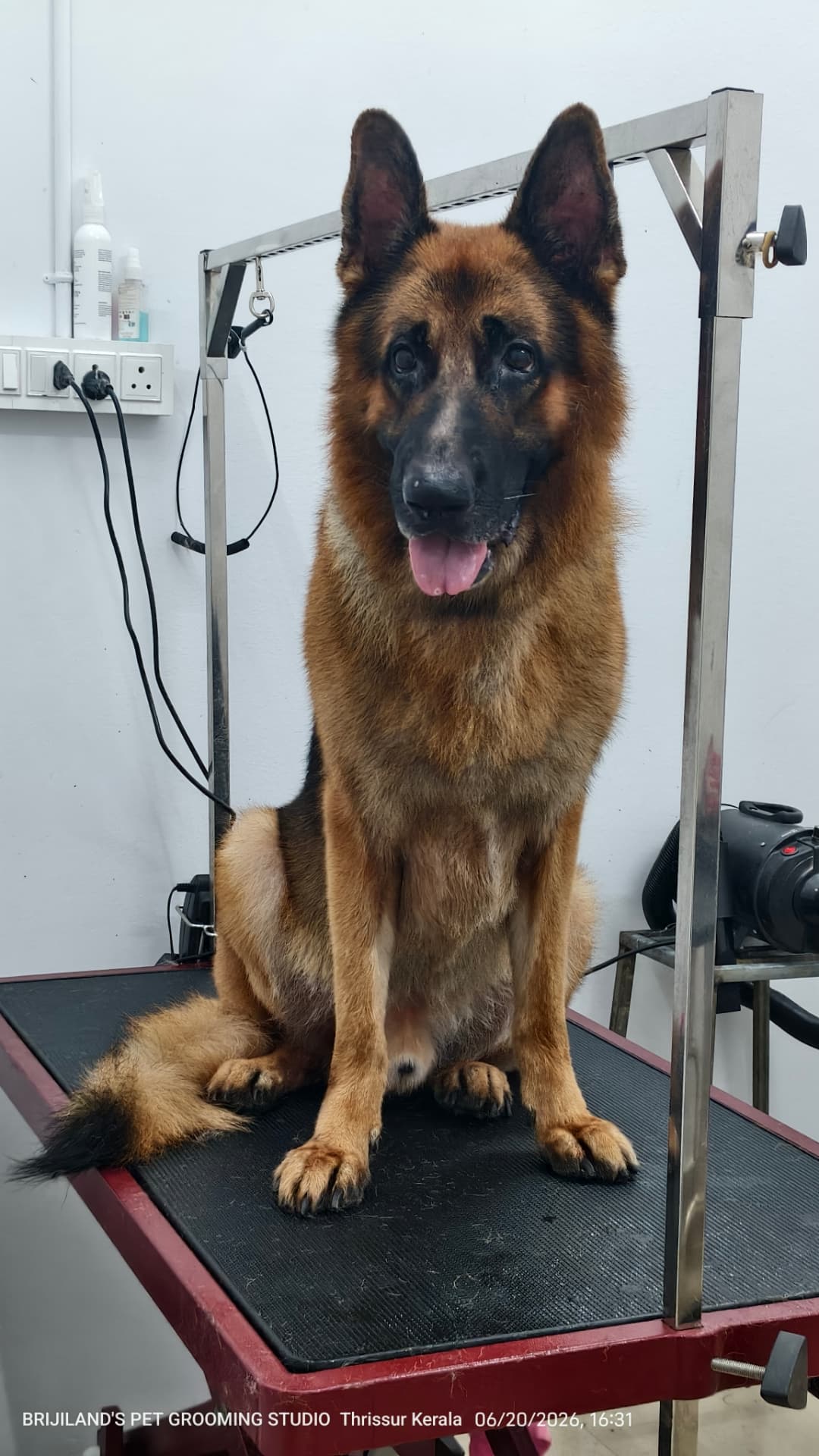 German shepherd groomed and brushed at Brijilands Pet Grooming Studio