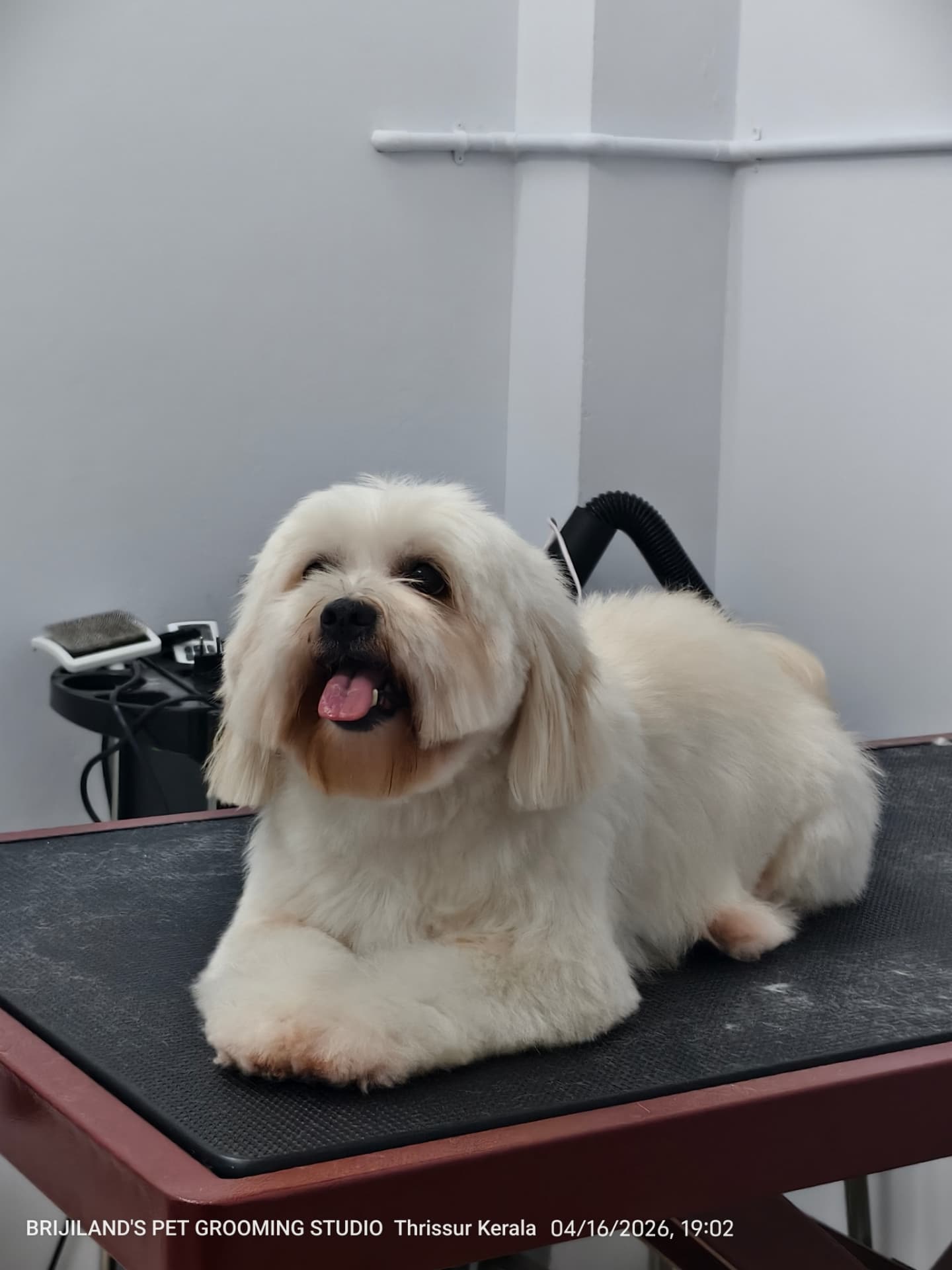 Freshly groomed cream lhasa apso relaxing on the grooming table