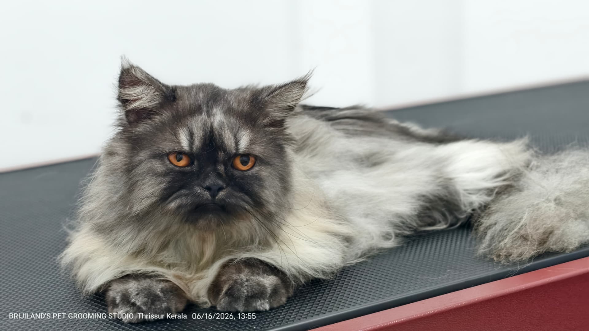 Smoky Persian cat resting on the grooming table after a coat trim