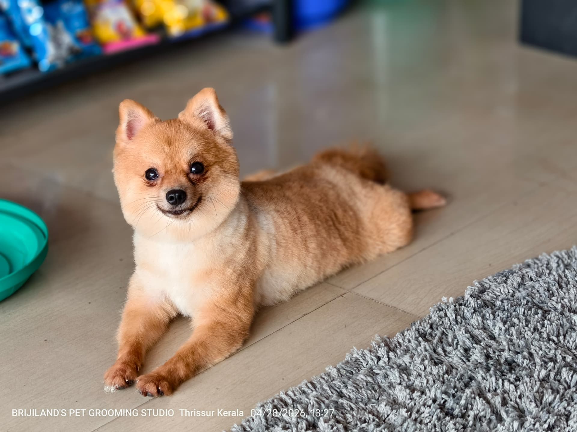 Happy pomeranian relaxing inside the Brijilands studio after grooming