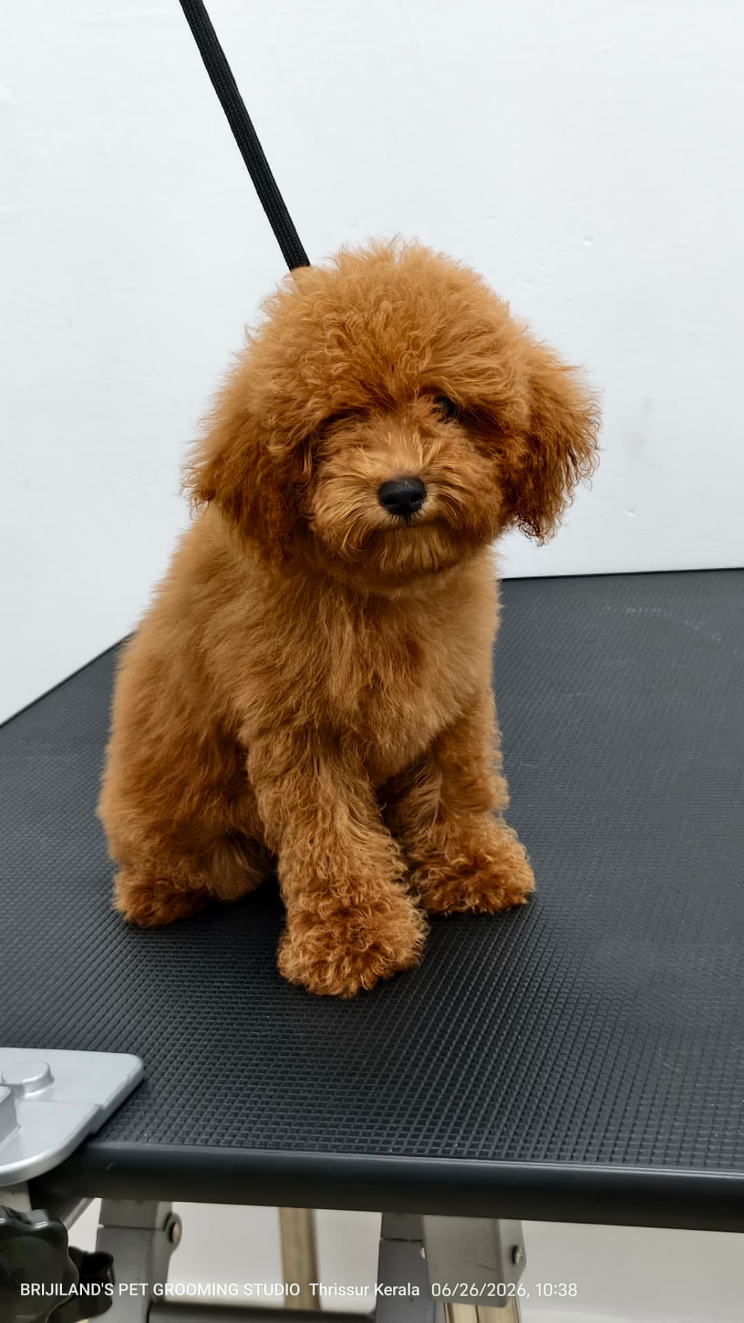 Apricot toy poodle puppy after a fluff dry at Brijilands