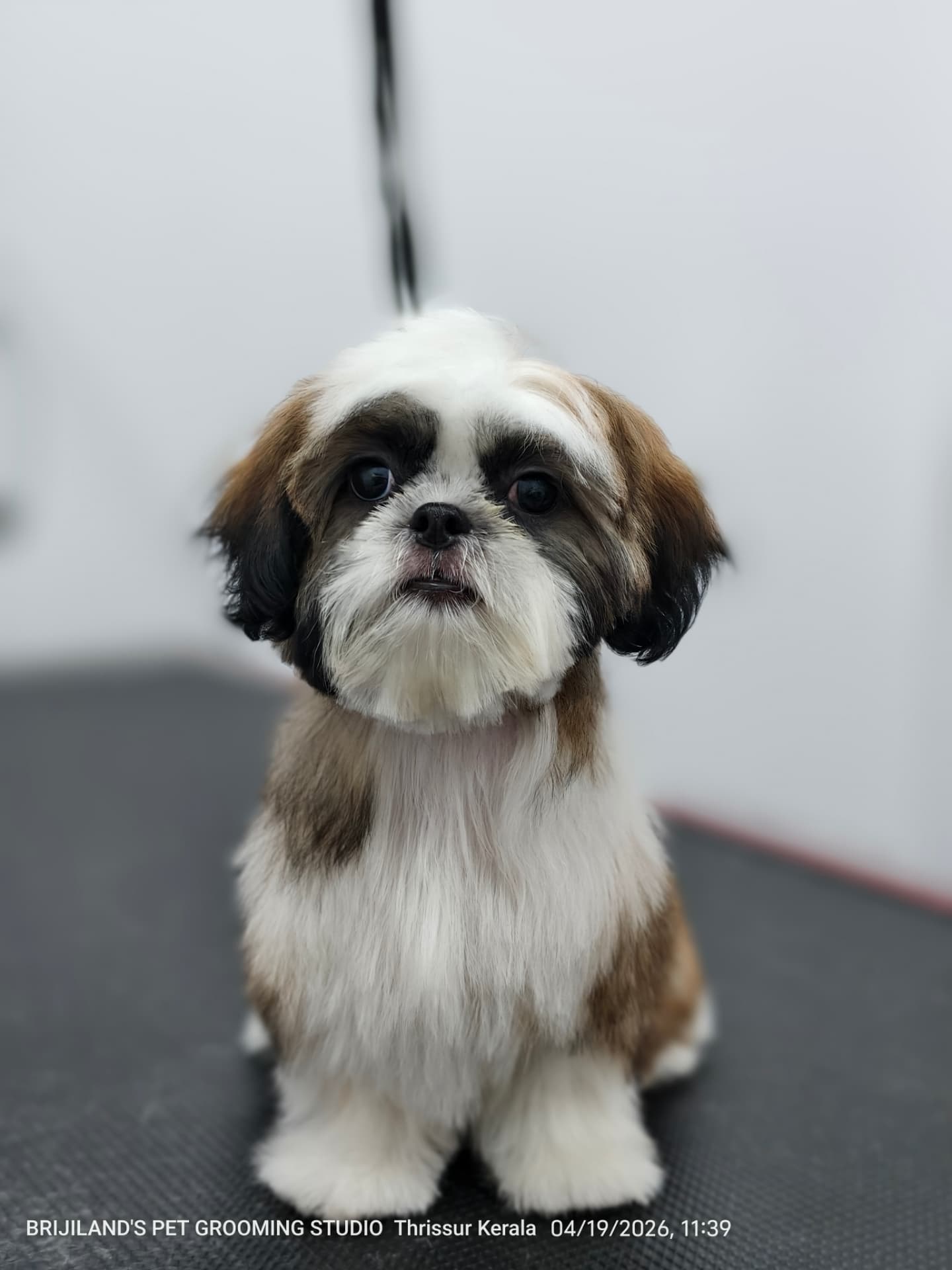 Shih tzu puppy after a full grooming session at Brijilands