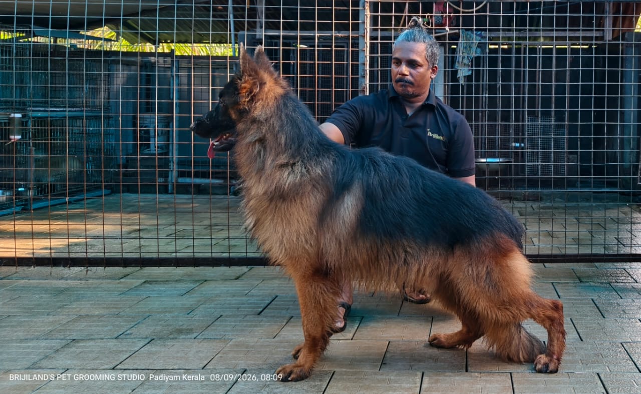 Brijilands trainer handling a long-coat German Shepherd in show stance at the studio