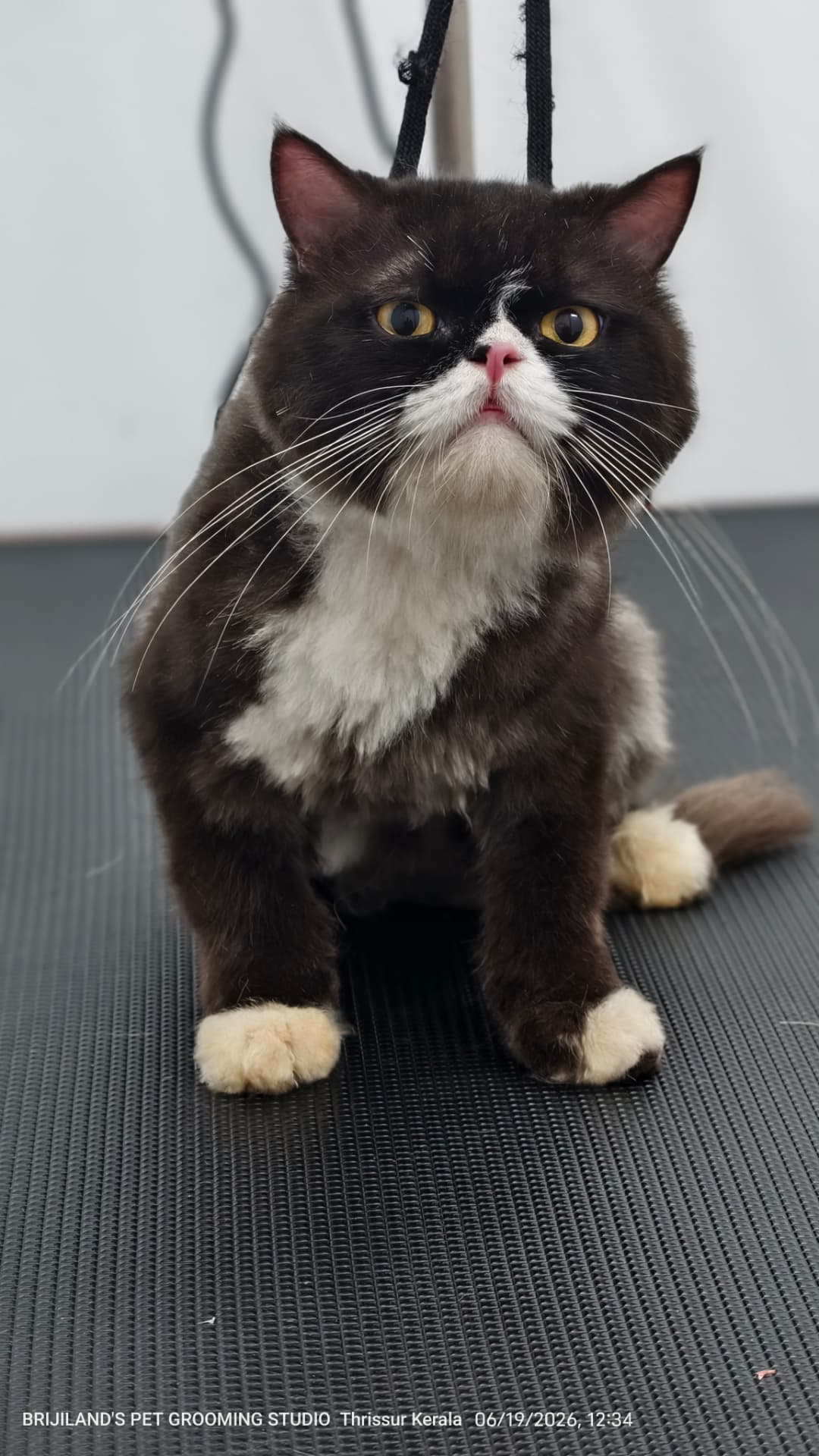Tuxedo cat with tidy paw trims after a grooming session