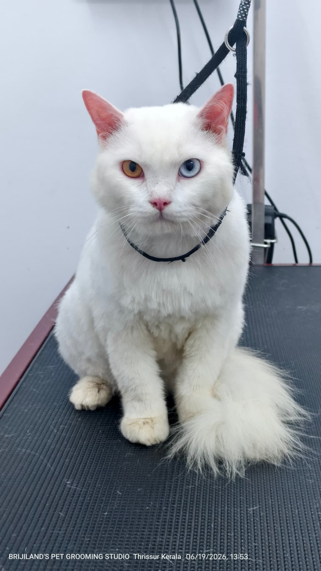 White odd-eyed cat with a neat body clip at Brijilands